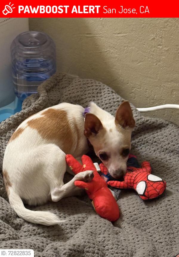 Lost Male Dog last seen Sue and Sheridan, San Jose, CA 95111