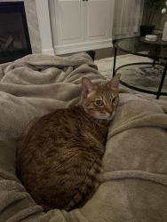 Lost Female Cat last seen cara court, austin road, North Kingstown, RI 02852