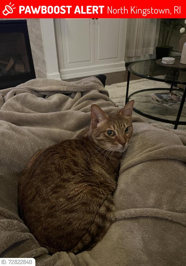Lost Female Cat last seen cara court, austin road, North Kingstown, RI 02852