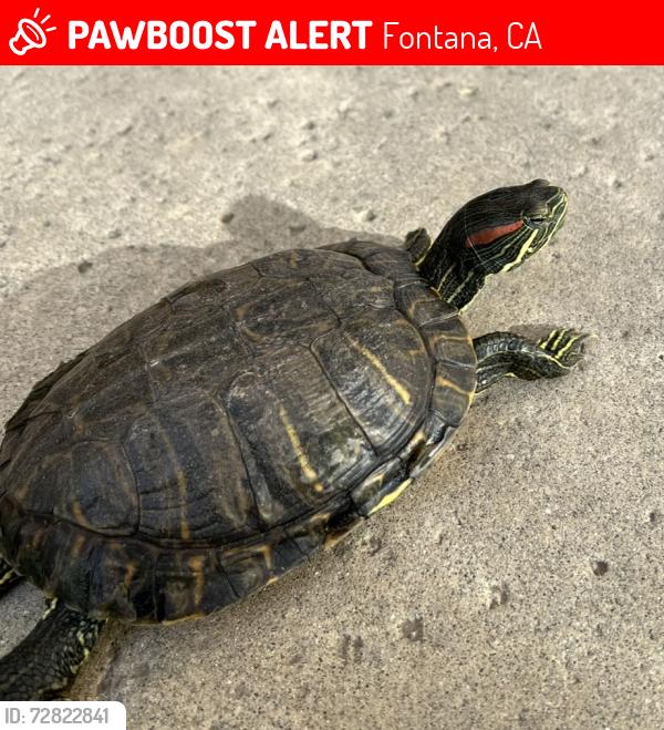Lost Female Reptile last seen Caryn Cir, Circle park, Fontana, CA 92336