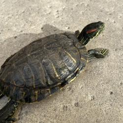 Lost Female Reptile last seen Caryn Cir, Circle park, Fontana, CA 92336