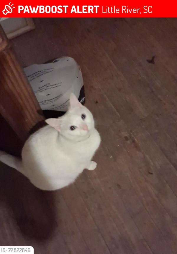 Lost Female Cat last seen Landing road little river sc 29566, Little River, SC 29566