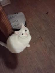 Lost Female Cat last seen Landing road little river sc 29566, Little River, SC 29566