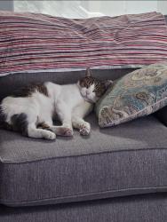 Reunited Male Cat last seen Near Ojai Ave , Las Cruces, NM 88012
