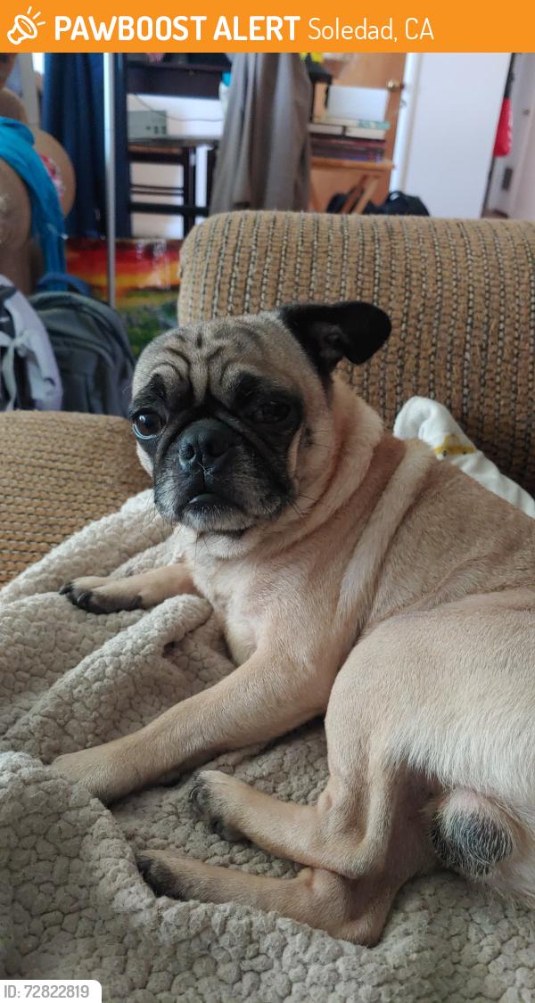Found/Stray Male Dog last seen Palm Ave and Major Ave, Soledad, CA 93960