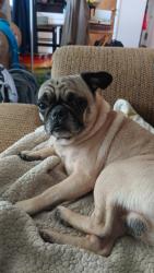 Found/Stray Male Dog last seen Palm Ave and Major Ave, Soledad, CA 93960