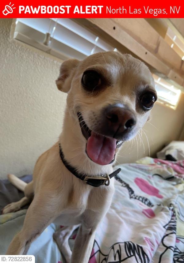 Lost Male Dog last seen E . Centennial and Losee, North Las Vegas, NV 89081