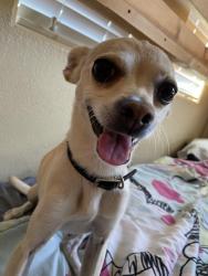 Lost Male Dog last seen E . Centennial and Losee, North Las Vegas, NV 89081