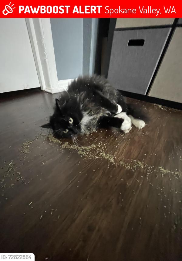 Lost Female Cat last seen E upriver dr, Spokane Valley, WA 99212