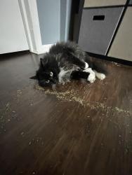 Lost Female Cat last seen E upriver dr, Spokane Valley, WA 99212