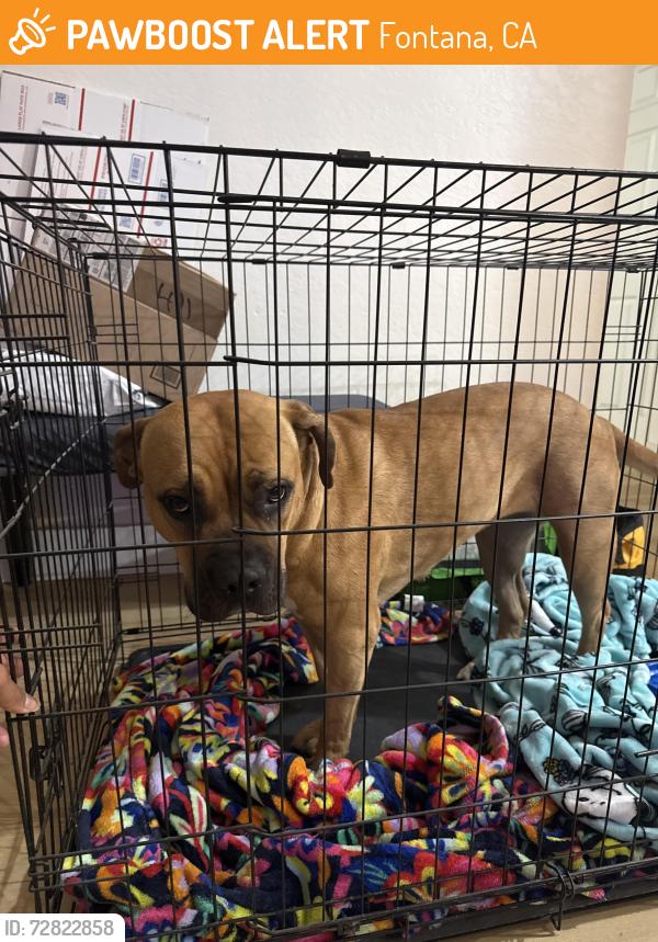 Found/Stray Female Dog last seen Catawba Ave & Dianthus St, Fontana, CA 92334