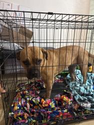 Found/Stray Female Dog last seen Catawba Ave & Dianthus St, Fontana, CA 92334