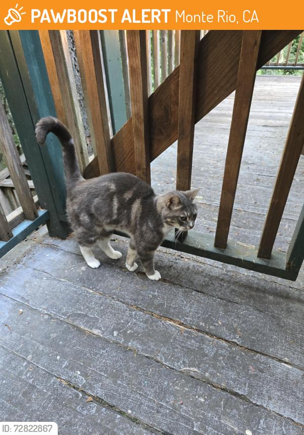 Found/Stray Unknown Cat last seen Highland terrace, Monte Rio, CA 95462