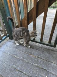 Found/Stray Unknown Cat last seen Highland terrace, Monte Rio, CA 95462