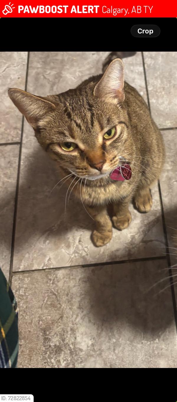 Lost Female Cat last seen in the alley near Rundlemere Corner Playground, Calgary, AB T1Y