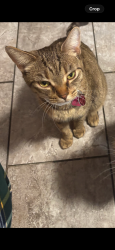 Lost Female Cat last seen in the alley near Rundlemere Corner Playground, Calgary, AB T1Y