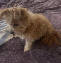 Lost Male Dog last seen Foothill and California Ave, San Luis Obispo, CA 93405