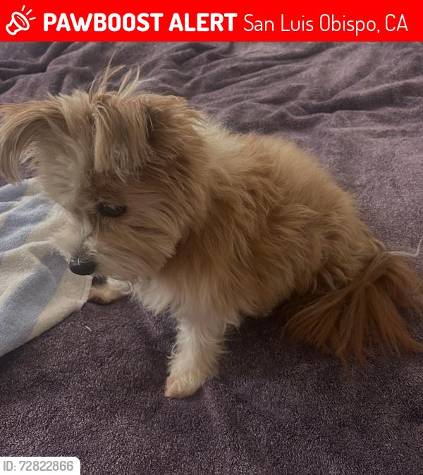 Lost Male Dog last seen Foothill and California Ave, San Luis Obispo, CA 93405