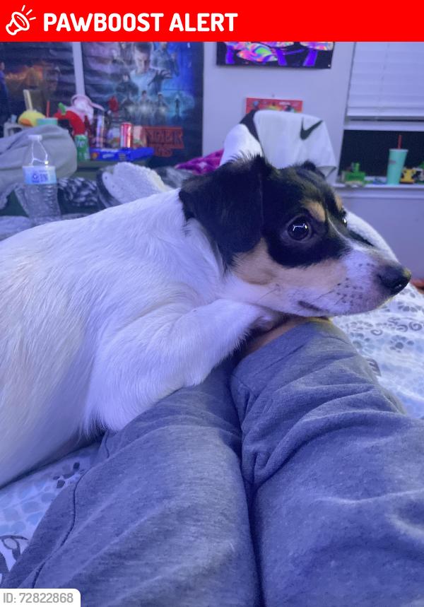Lost Male Dog last seen Lba Mini Mart, Circle D-KC Estates, TX 78602