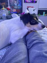 Lost Male Dog last seen Lba Mini Mart, Circle D-KC Estates, TX 78602