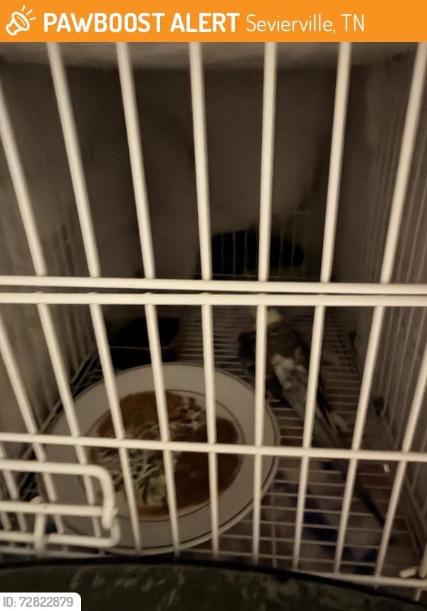 Found/Stray Male Bird last seen Sevierville, TN, Sevierville, TN 37862