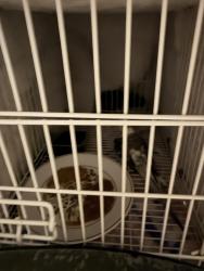 Found/Stray Male Bird last seen Sevierville, TN, Sevierville, TN 37862
