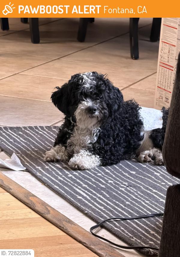 Found/Stray Male Dog last seen Cherry ave , Fontana, CA 92337