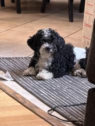 Found/Stray Male Dog last seen Cherry ave , Fontana, CA 92337