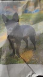 Lost Female Dog last seen Fair Oaks n California, Carmichael, CA 95609