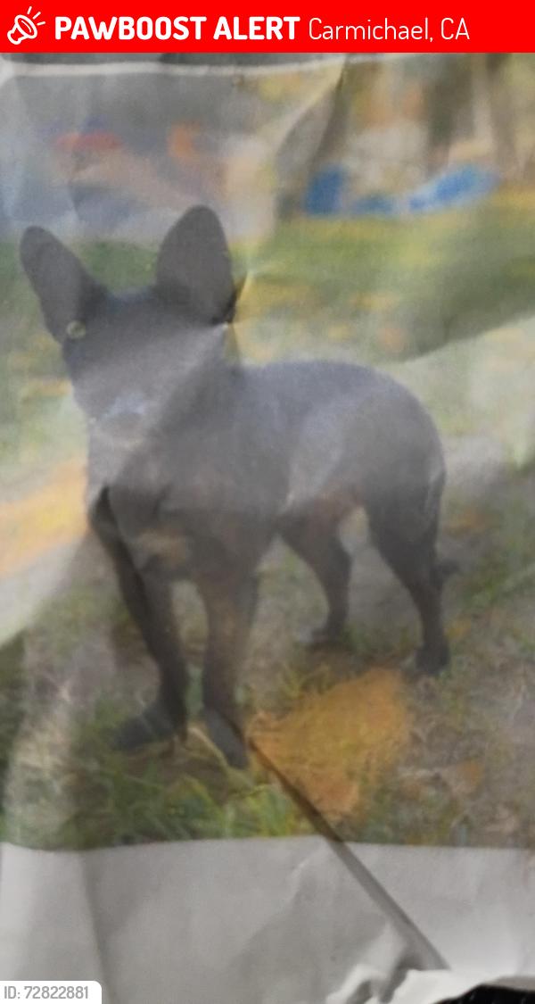 Lost Female Dog last seen Fair Oaks n California, Carmichael, CA 95609