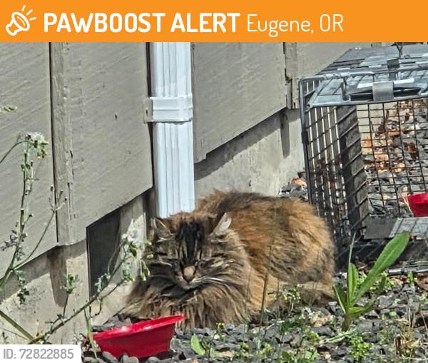 Found/Stray Unknown Cat last seen Tivoli & Hyacinth, Eugene, OR 97404