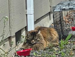 Found/Stray Unknown Cat last seen Tivoli & Hyacinth, Eugene, OR 97404
