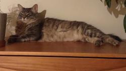 Lost Female Cat last seen SABINO CANYON AND CLOUD , Tucson, AZ 85750