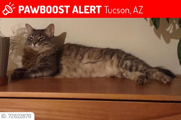 Lost Female Cat last seen SABINO CANYON AND CLOUD , Tucson, AZ 85750