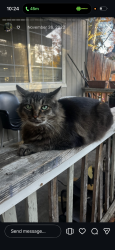 Lost Male Cat last seen 2nd & Santa Cruz way , Sacramento, CA 95817