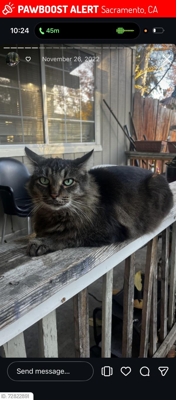 Lost Male Cat last seen 2nd & Santa Cruz way , Sacramento, CA 95817