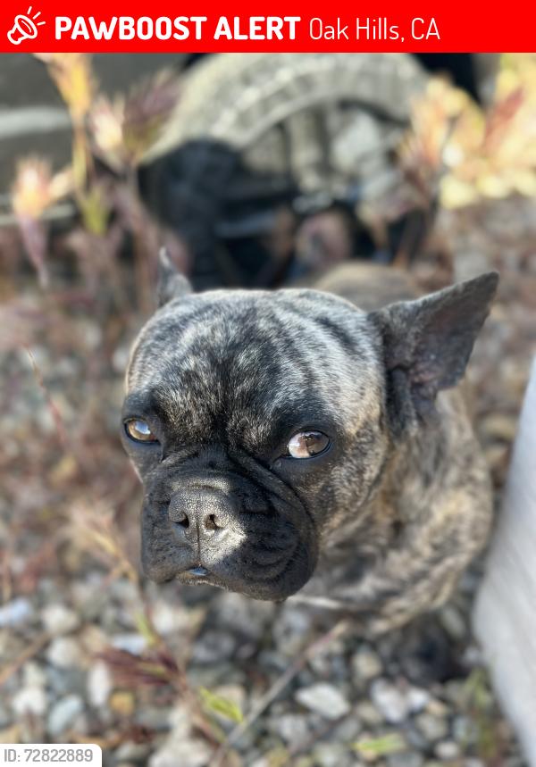 Lost Male Dog last seen Aster Rd & Canyon Dr, Hesperia, CA 92344