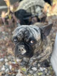 Lost Male Dog last seen Aster Rd & Canyon Dr, Hesperia, CA 92344