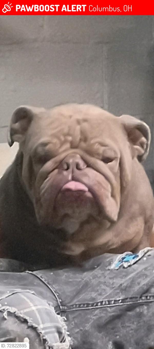 Lost Male Dog last seen S Hague Ave and palmetto st, Columbus, OH 43204