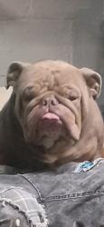 Lost Male Dog last seen S Hague Ave and palmetto st, Columbus, OH 43204