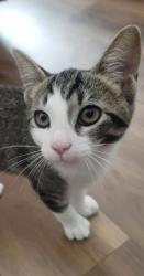 Lost Female Cat last seen Broderick & Sacramento , San Francisco, CA 94115