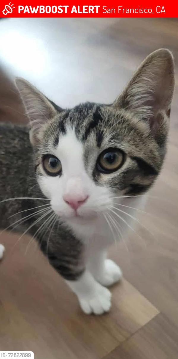 Lost Female Cat last seen Broderick & Sacramento , San Francisco, CA 94115