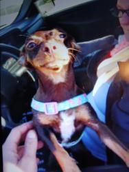 Lost Female Dog last seen Near N Eldoradobdt and hammer lane, Stockton, CA 95210