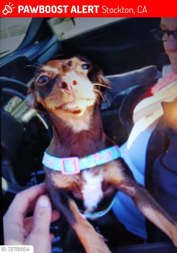Lost Female Dog last seen Near N Eldoradobdt and hammer lane, Stockton, CA 95210