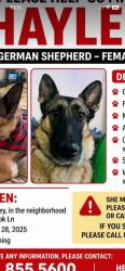 Lost Female Dog last seen Parkbrook Lane, San Diego, CA 92114