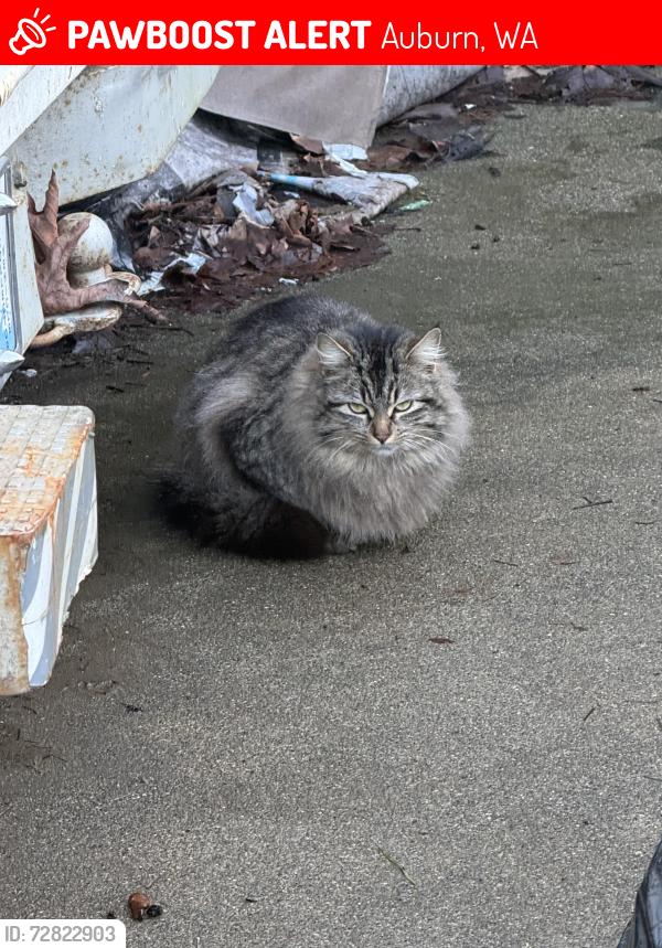 Lost Female Cat last seen 50th ave south , Auburn, WA 98001