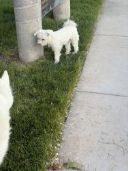 Found/Stray Male Dog last seen hwy 89 nsl, North Salt Lake, UT 84054