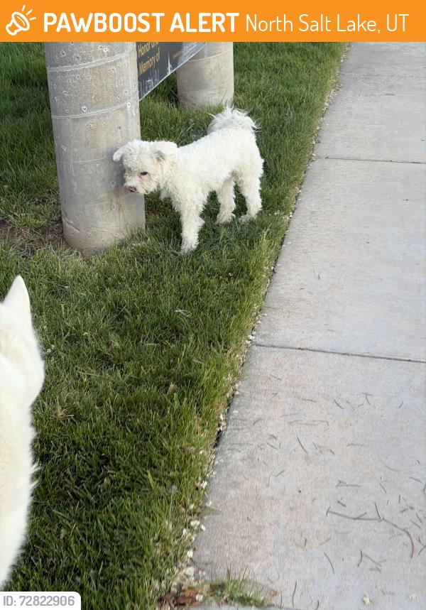 Found/Stray Male Dog last seen hwy 89 nsl, North Salt Lake, UT 84054