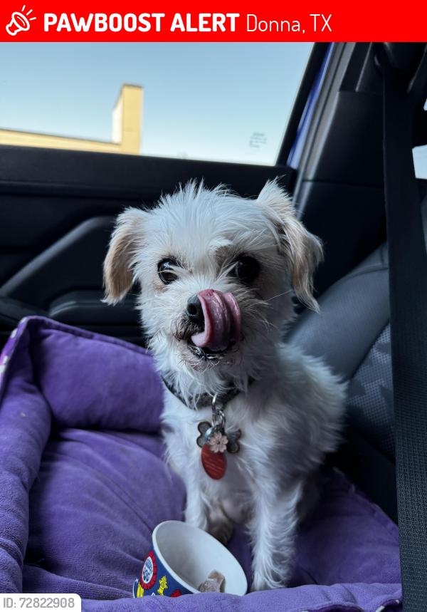 Lost Female Dog last seen Third street, Donna, TX 78537
