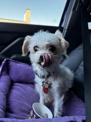 Lost Female Dog last seen Third street, Donna, TX 78537